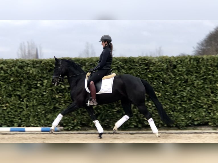 KWPN Merrie 7 Jaar 165 cm Zwart in Neeritter