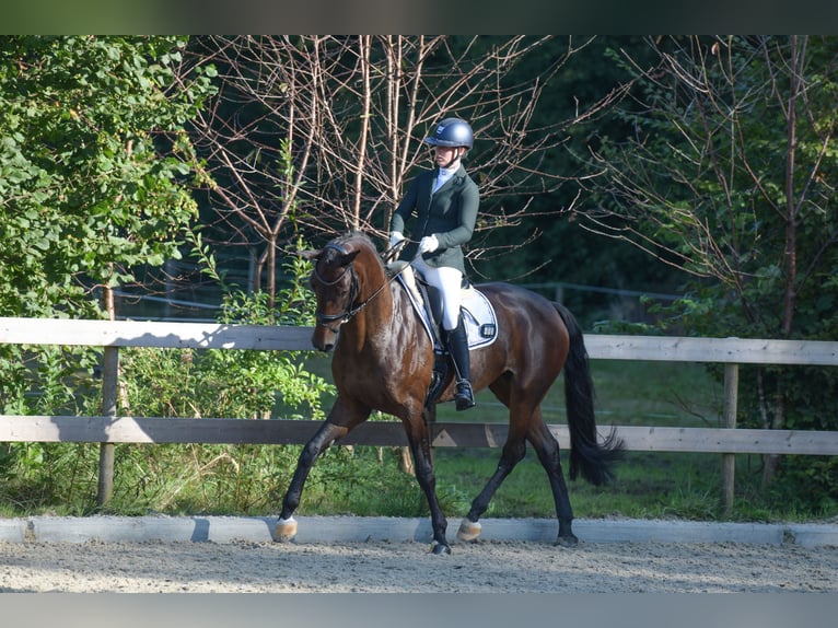 KWPN Merrie 7 Jaar 166 cm Bruin in Ermelo