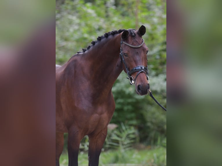 KWPN Merrie 7 Jaar 166 cm Bruin in Ermelo