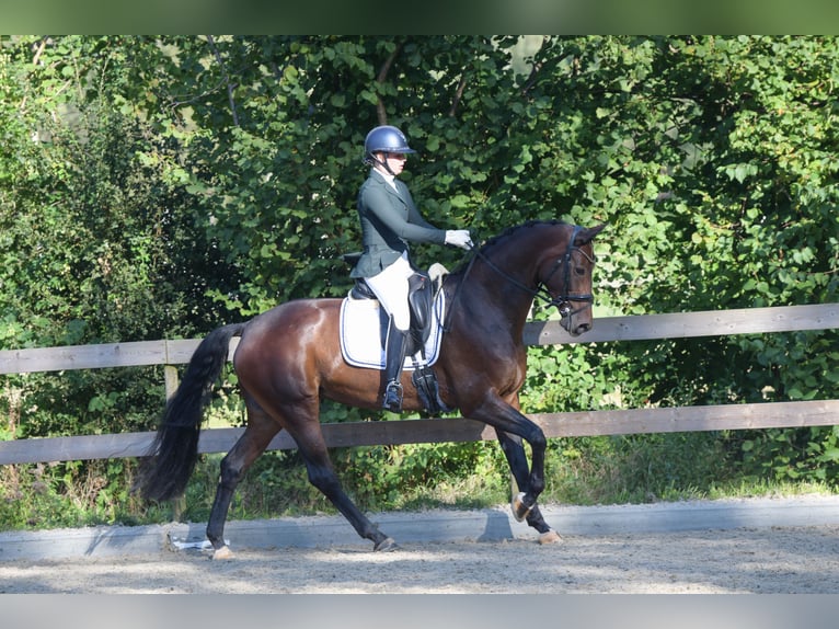 KWPN Merrie 7 Jaar 166 cm Bruin in Ermelo