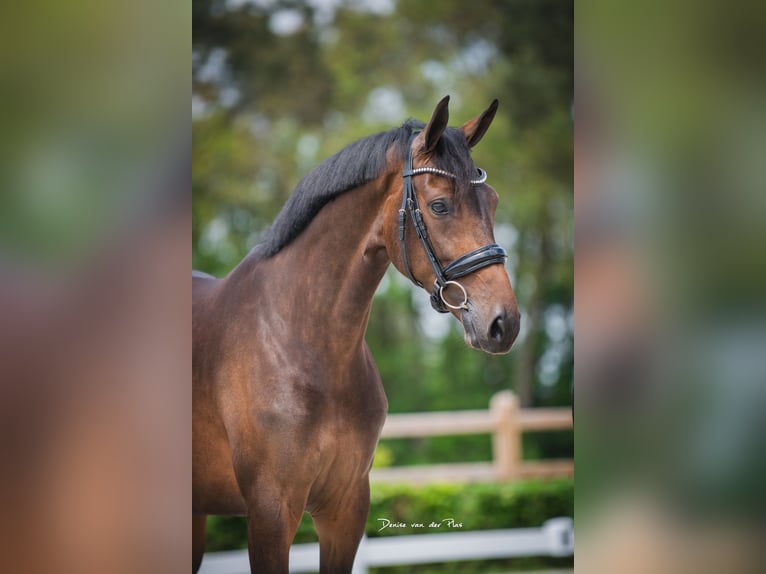 KWPN Merrie 7 Jaar 166 cm Donkerbruin in Almkerk
