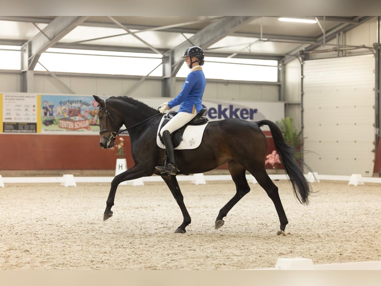 KWPN Merrie 7 Jaar 166 cm Donkerbruin in Kamperveen