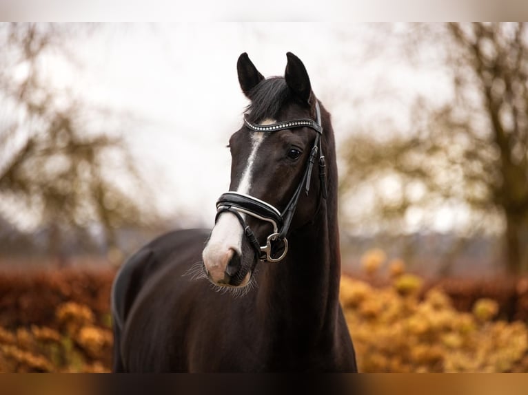 KWPN Merrie 7 Jaar 166 cm Donkerbruin in Meterik