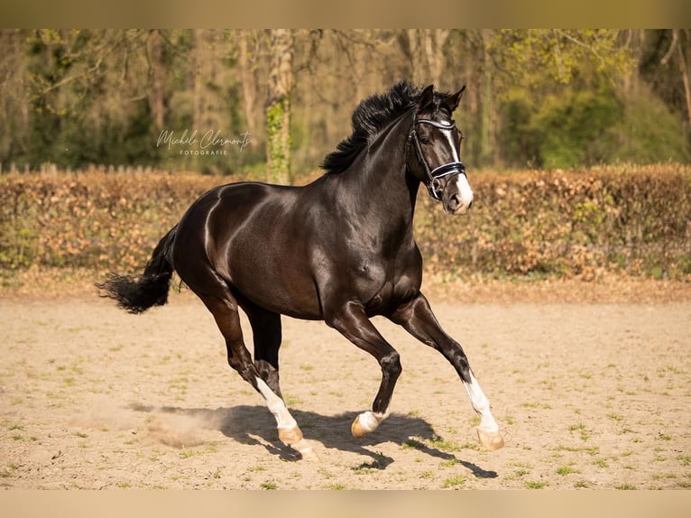 KWPN Merrie 7 Jaar 166 cm Donkerbruin in Meterik