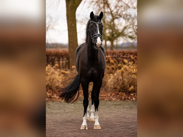 KWPN Merrie 7 Jaar 166 cm Donkerbruin in Meterik