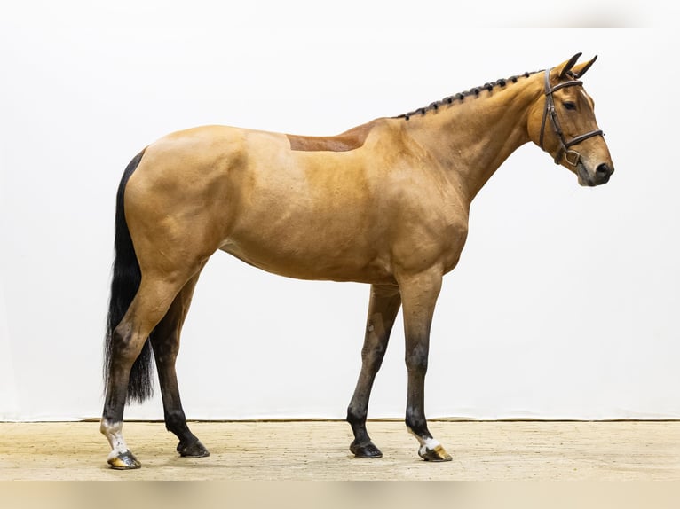 KWPN Merrie 7 Jaar 166 cm in Waddinxveen