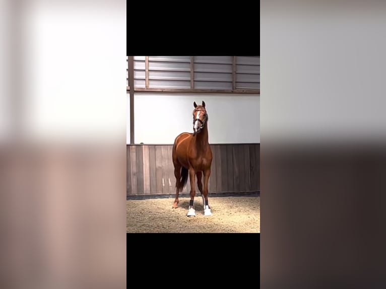 KWPN Merrie 7 Jaar 166 cm Vos in GRENAA