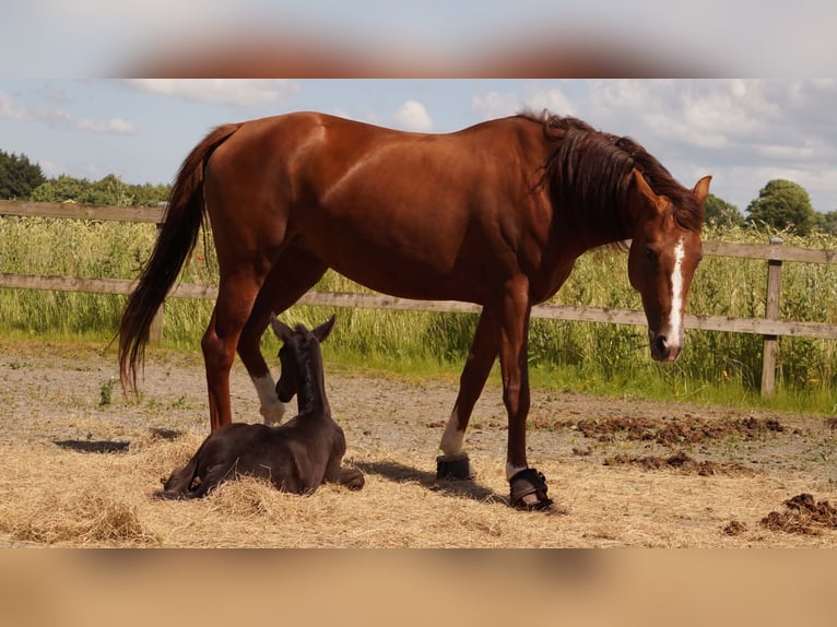 KWPN Merrie 7 Jaar 166 cm Vos in GRENAA