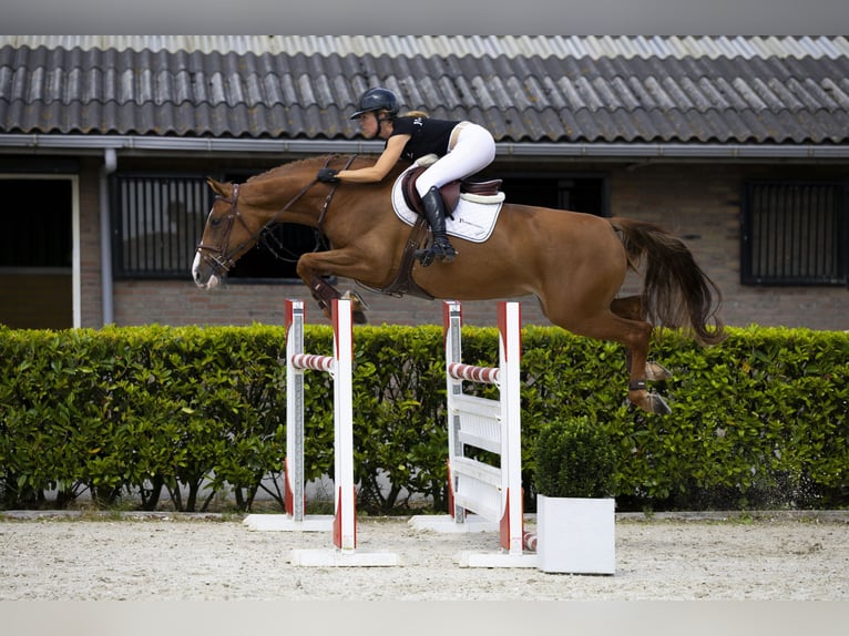 KWPN Merrie 7 Jaar 166 cm Vos in Waddinxveen