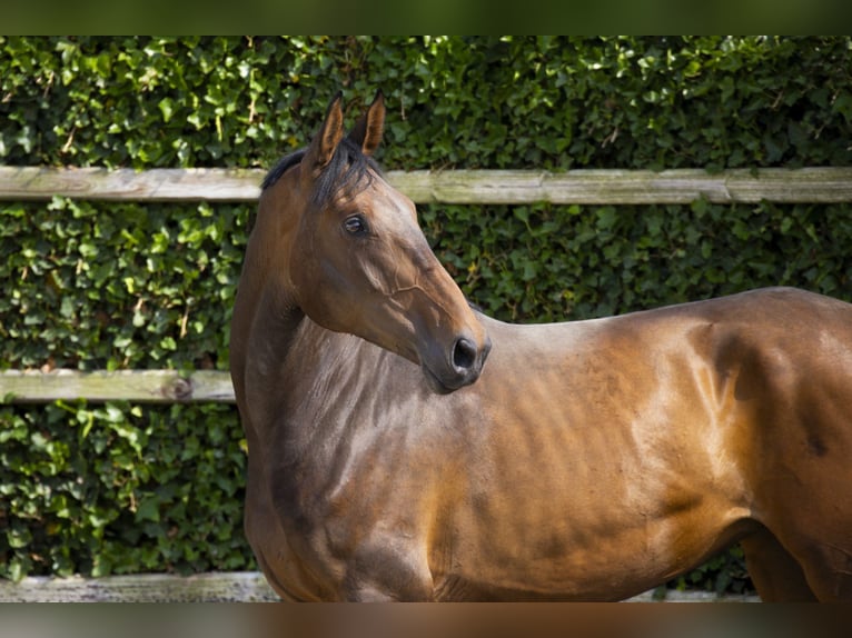 KWPN Merrie 7 Jaar 166 cm Vos in Waddinxveen
