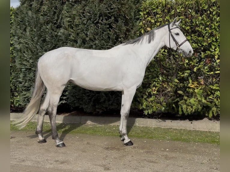 KWPN Merrie 7 Jaar 167 cm Blauwschimmel in Oud Gastel