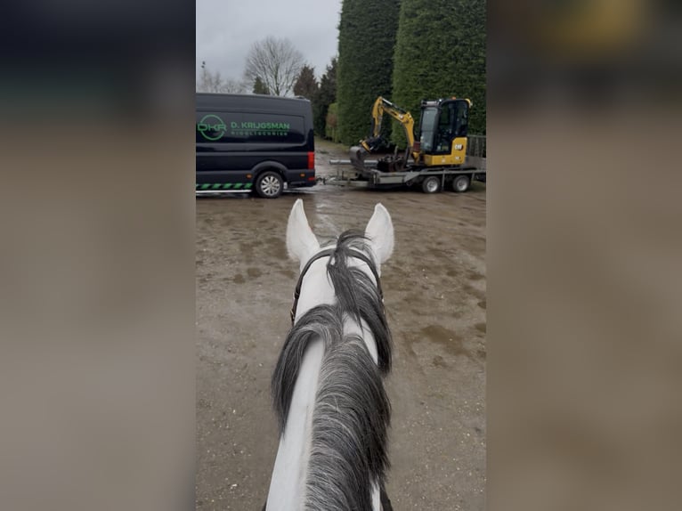 KWPN Merrie 7 Jaar 167 cm Blauwschimmel in Oud Gastel