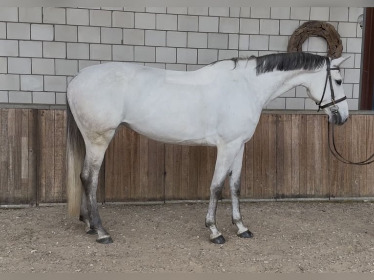 KWPN Merrie 7 Jaar 167 cm Blauwschimmel in Oud Gastel