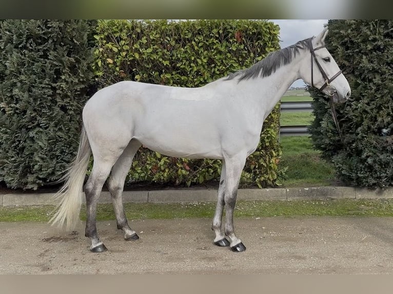 KWPN Merrie 7 Jaar 167 cm Blauwschimmel in Oud Gastel