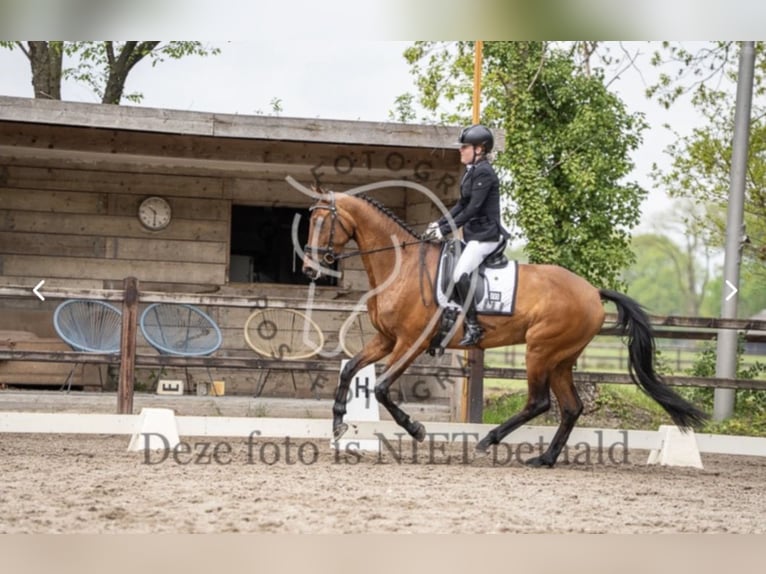 KWPN Merrie 7 Jaar 167 cm Bruin in Nieuwleusen