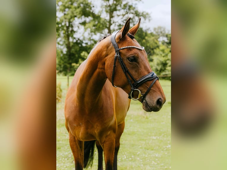 KWPN Merrie 7 Jaar 167 cm Bruin in Nieuwleusen