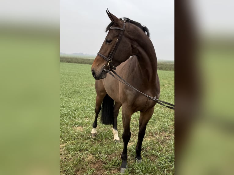 KWPN Merrie 7 Jaar 167 cm Bruin in Geilenkirchen