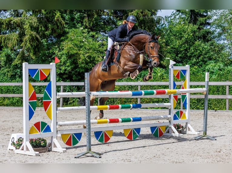 KWPN Merrie 7 Jaar 167 cm Bruin in Geilenkirchen