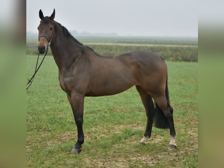 KWPN Merrie 7 Jaar 167 cm Bruin in Geilenkirchen