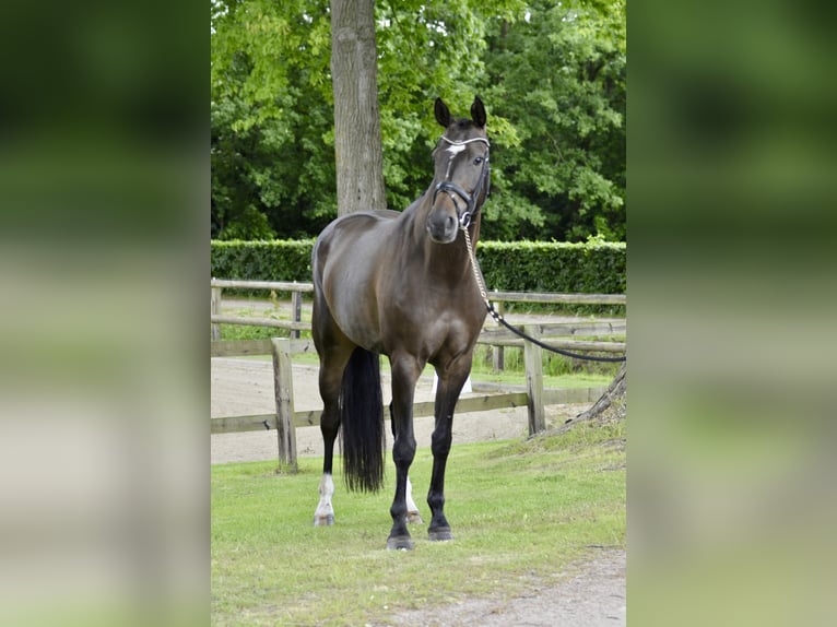KWPN Merrie 7 Jaar 167 cm Donkerbruin in Winterswijk Brinkheurne