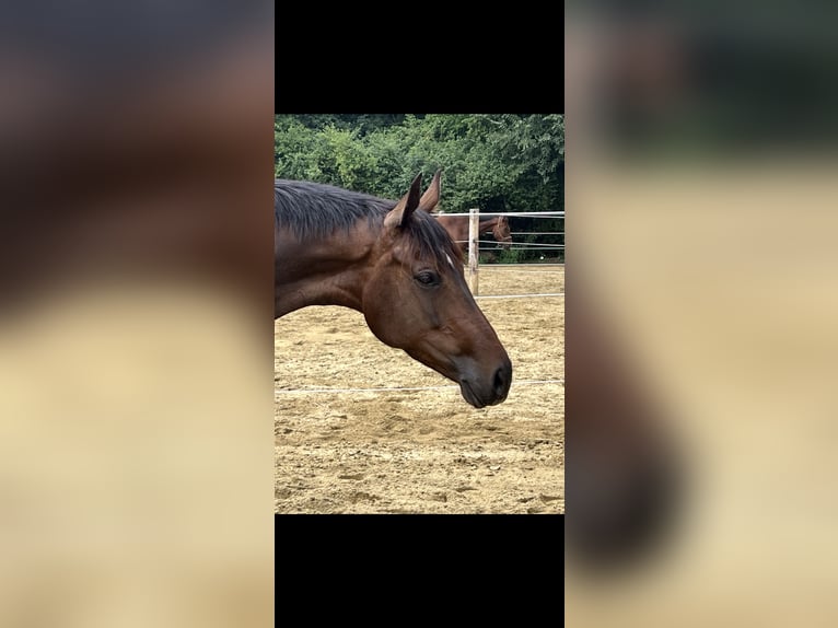 KWPN Merrie 7 Jaar 167 cm Donkerbruin in Metzingen