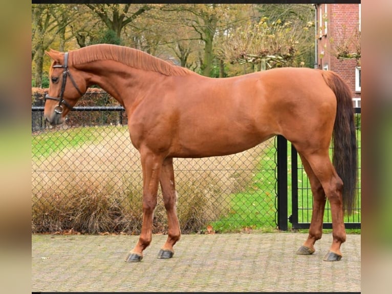 KWPN Merrie 7 Jaar 167 cm Donkere-vos in Shumen