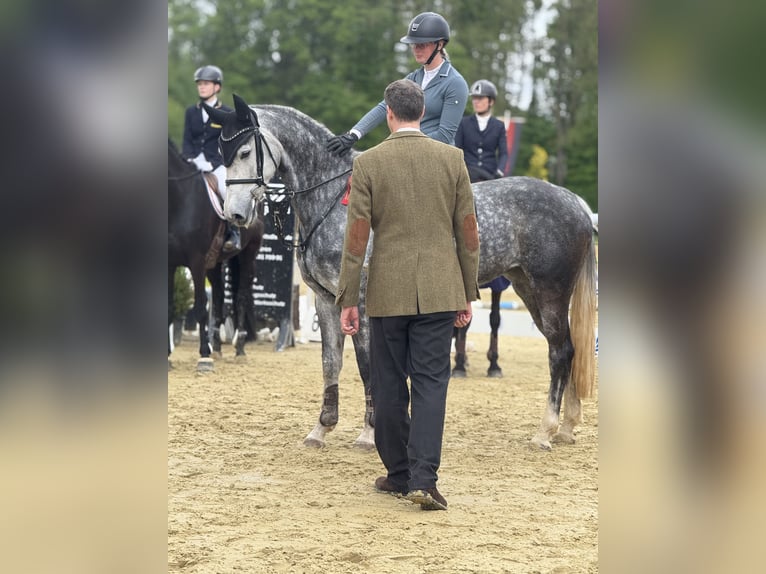 KWPN Merrie 7 Jaar 167 cm Schimmel in DiemelseeDiemelsee