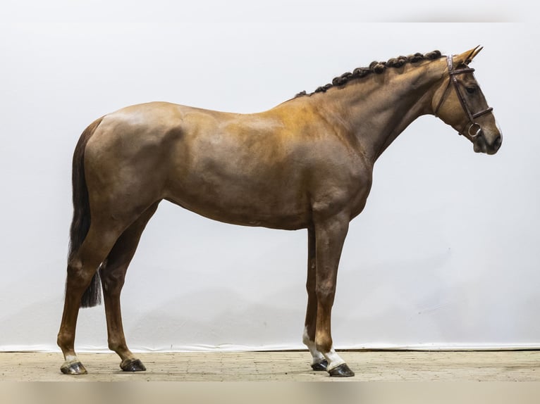 KWPN Merrie 7 Jaar 167 cm  in Waddinxveen