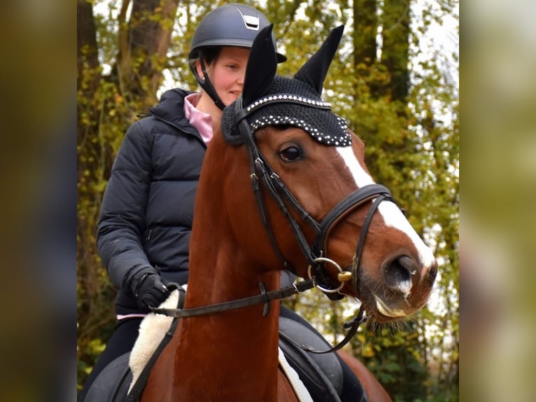 KWPN Merrie 7 Jaar 167 cm Vos in Neuss