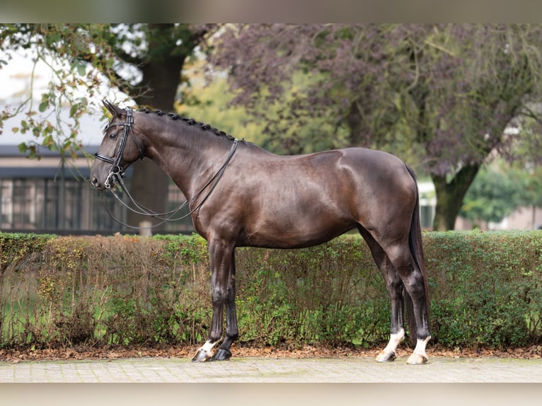 KWPN Merrie 7 Jaar 167 cm Zwart in De Moer