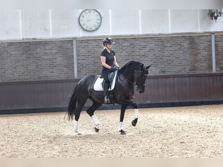 KWPN Merrie 7 Jaar 167 cm Zwart in Vijfhuizen