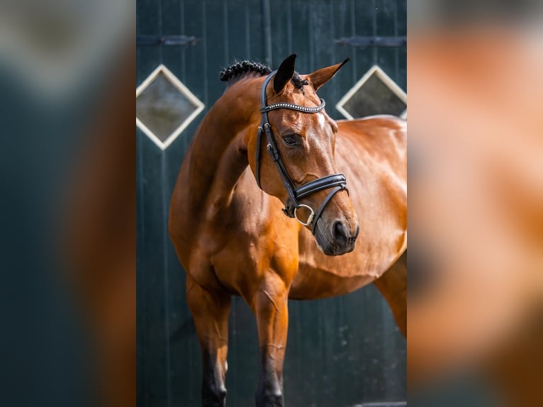 KWPN Merrie 7 Jaar 168 cm Bruin in Boekel