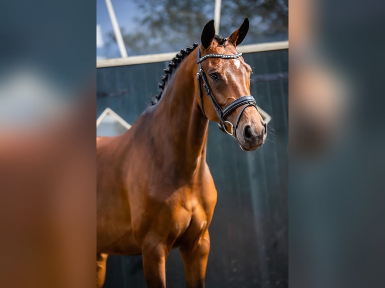 KWPN Merrie 7 Jaar 168 cm Bruin in Boekel