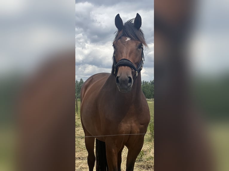 KWPN Merrie 7 Jaar 168 cm Bruin in Breda