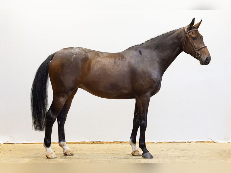 KWPN Merrie 7 Jaar 168 cm Bruin in Waddinxveen