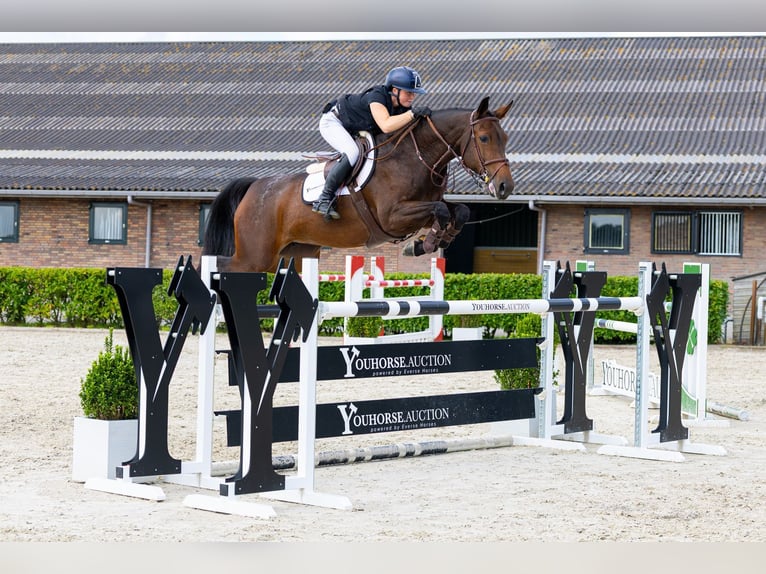 KWPN Merrie 7 Jaar 168 cm Bruin in Waddinxveen
