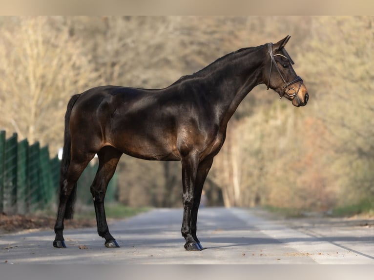 KWPN Merrie 7 Jaar 168 cm Donkerbruin in Windhagen