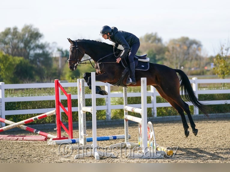 KWPN Merrie 7 Jaar 168 cm Donkerbruin in Olomouc