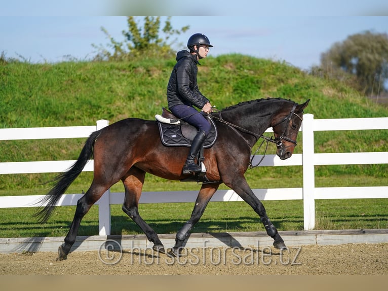 KWPN Merrie 7 Jaar 168 cm Donkerbruin in Olomouc