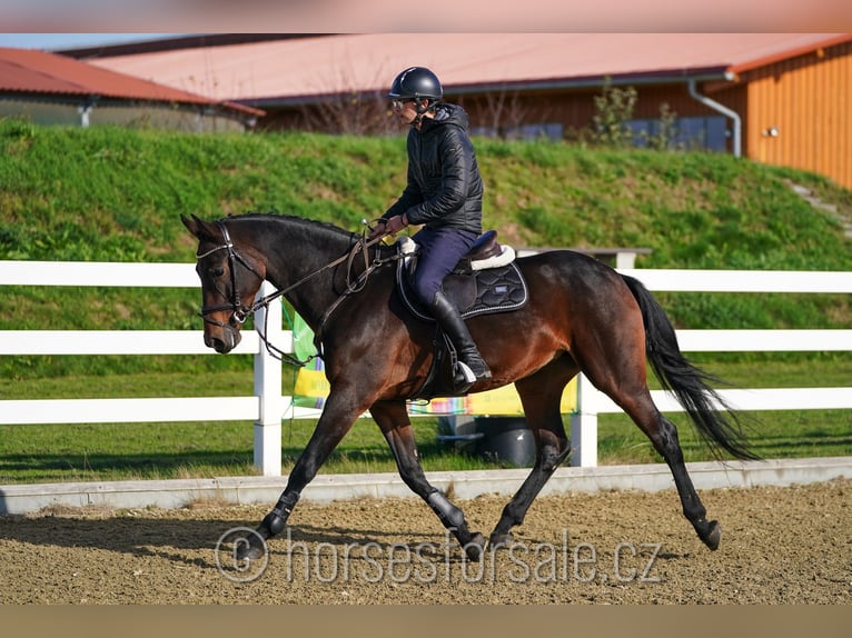 KWPN Merrie 7 Jaar 168 cm Donkerbruin in Olomouc