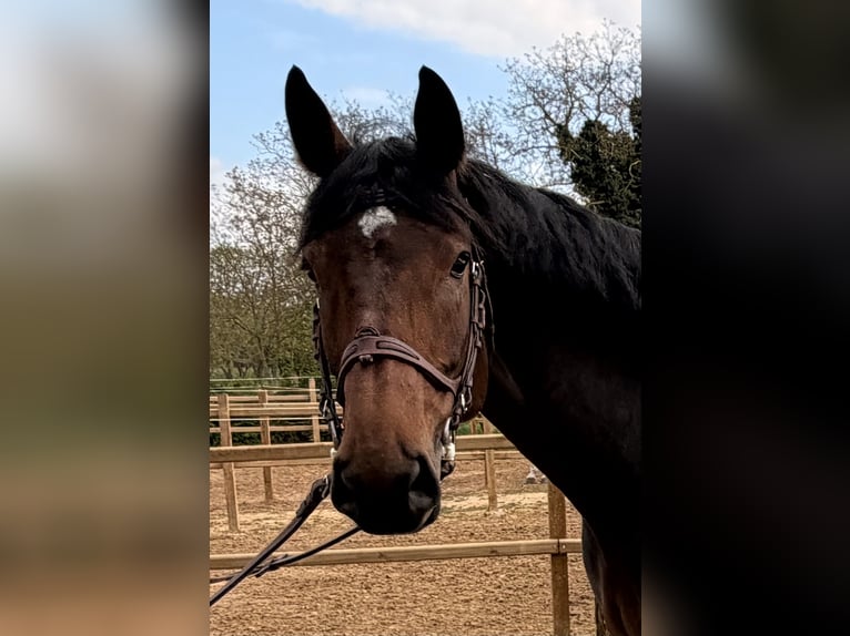 KWPN Merrie 7 Jaar 168 cm Donkerbruin in Bad Kreuznach