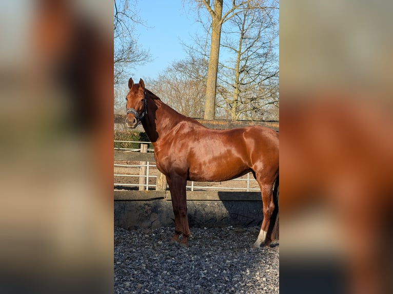 KWPN Merrie 7 Jaar 168 cm Vos in Assenede