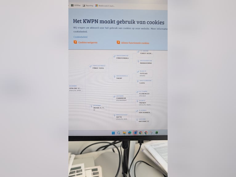 KWPN Merrie 7 Jaar 168 cm Vos in Assenede