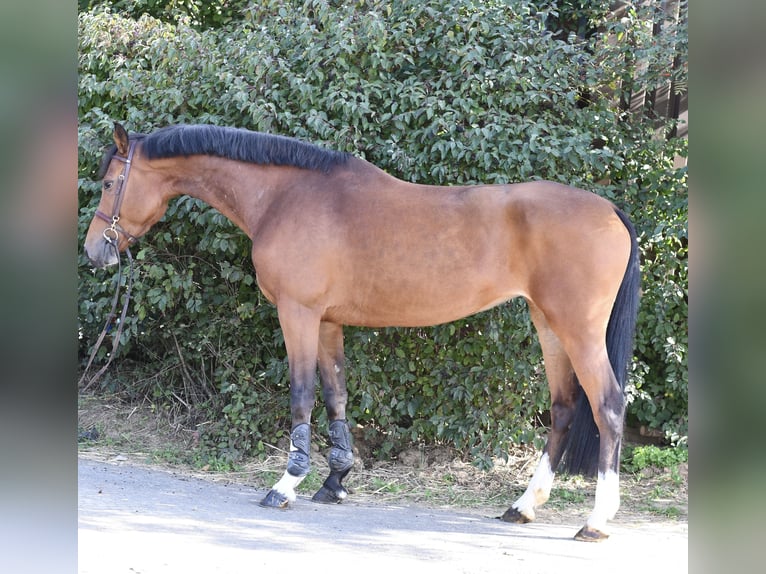 KWPN Merrie 7 Jaar 169 cm Bruin in Geilenkirchen