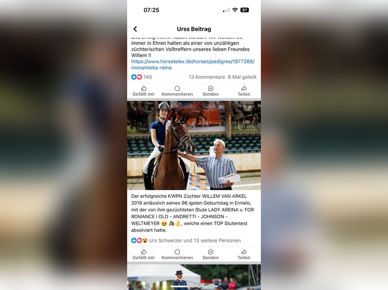 KWPN Merrie 7 Jaar 169 cm Donkerbruin in Kirchlinteln