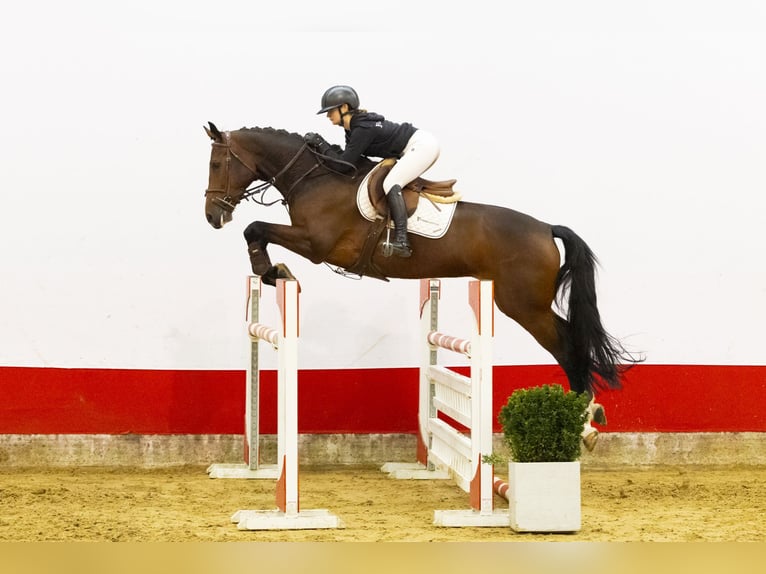 KWPN Merrie 7 Jaar 169 cm  in Waddinxveen