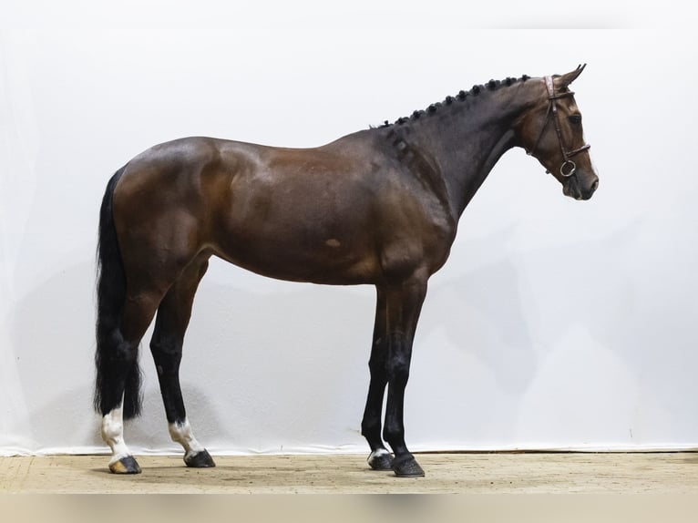 KWPN Merrie 7 Jaar 169 cm  in Waddinxveen