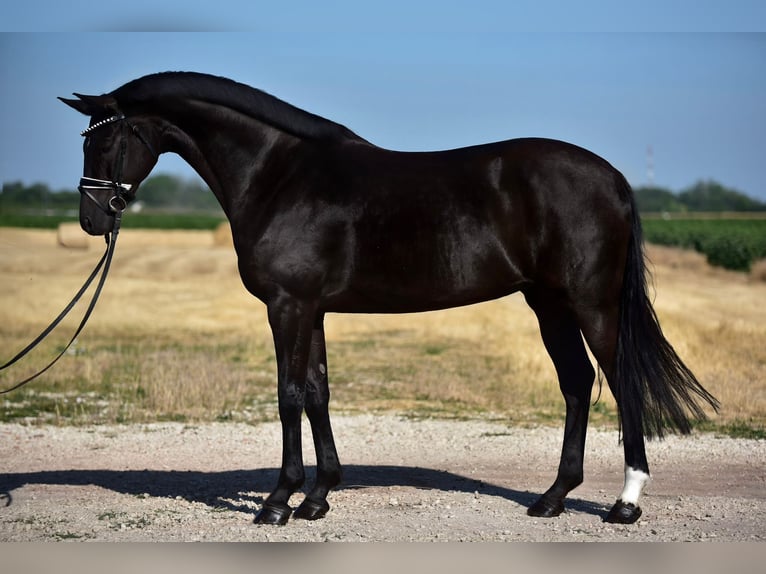 KWPN Merrie 7 Jaar 169 cm Zwart in Szarvas