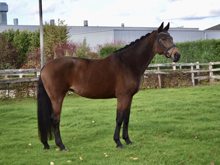 KWPN Merrie 7 Jaar 170 cm Bruin in Westerhoven