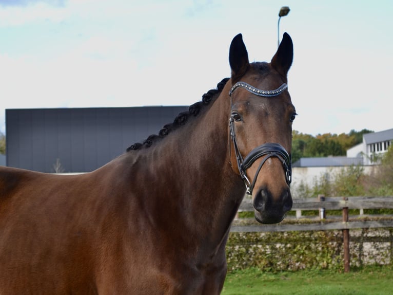 KWPN Merrie 7 Jaar 170 cm Bruin in Westerhoven